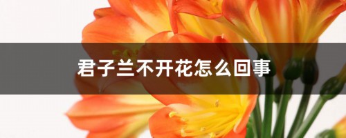 君子兰不开花怎么回事