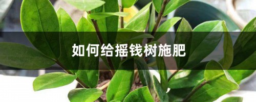 摇钱树施肥方法，用什么肥好