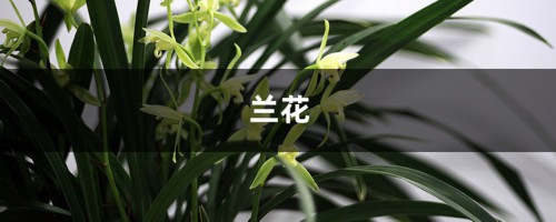 这种兰花“开的旺”，开花的时候想不“爆盆”都难，特好看