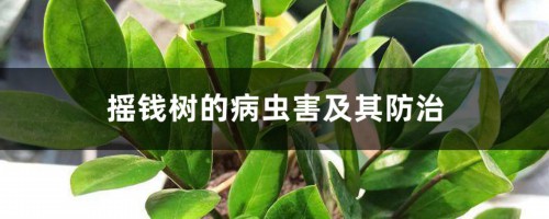 摇钱树的病虫害及其防治