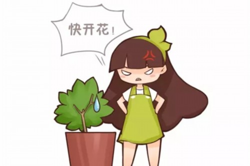 君子兰栀子不开花，只需1招花开满盆