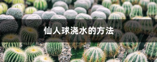 仙人球浇水的方法